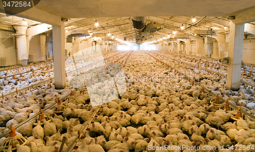 Image of poultry farm