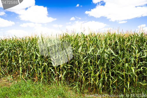 Image of  grow corn