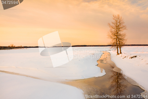 Image of tree   in winter