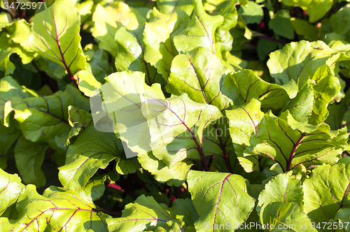 Image of beetroots  