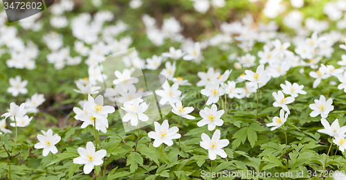Image of spring flowers  