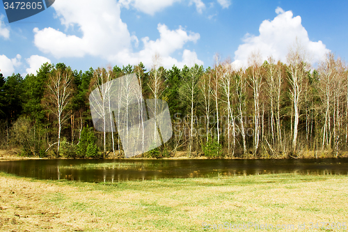 Image of   trees in  summer 