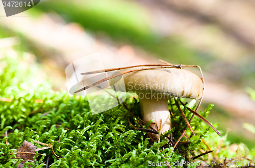 Image of red mushroom  