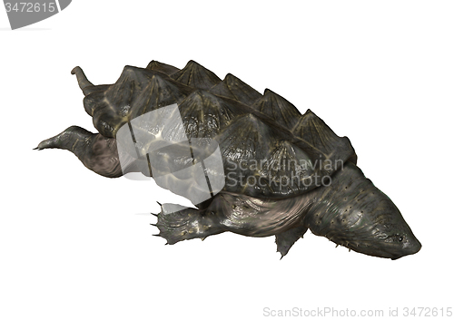 Image of Alligator Snapping Turtle