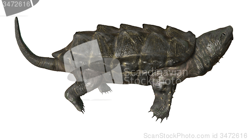 Image of Alligator Snapping Turtle