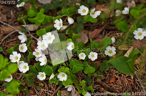 Image of oxalis