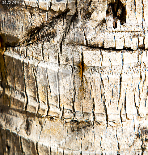 Image of  bark in kho  isle white   tree    thailand   