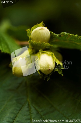 Image of hazelnuts