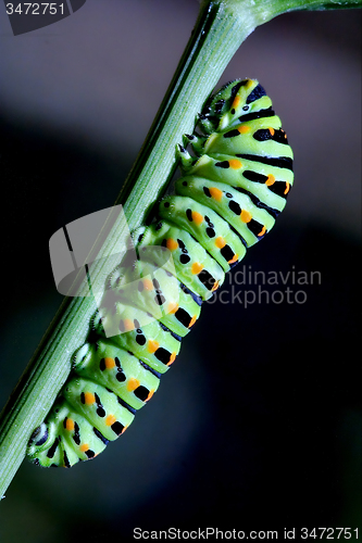 Image of Papilionidae in a green tree of  fennel