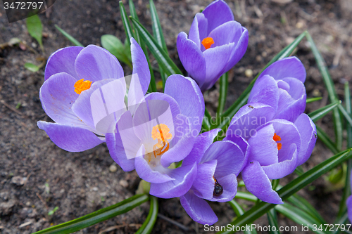 Image of Bunch of violet crocus flowers