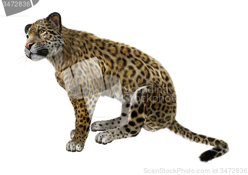 Image of Big Cat Jaguar