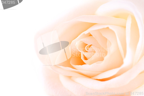 Image of Delicate beige rose