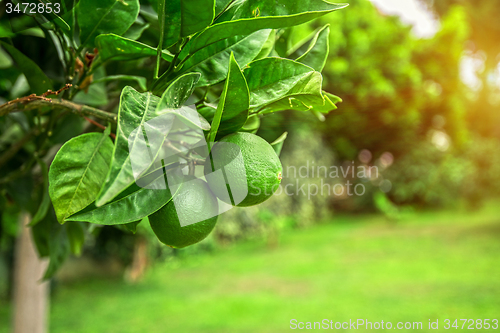 Image of Lime tree