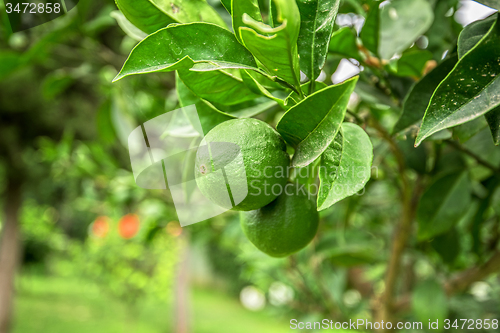 Image of Lime tree