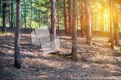Image of Forest