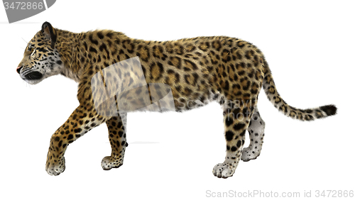 Image of Big Cat Jaguar