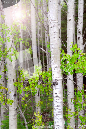 Image of Aspen grove