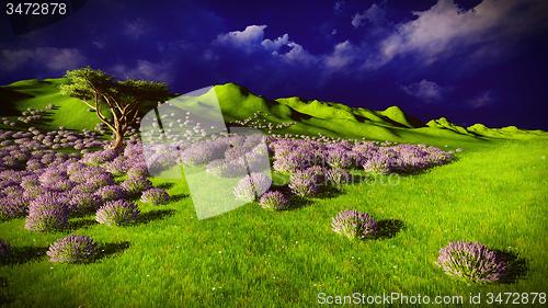 Image of Lavender fields