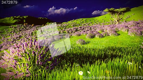 Image of Lavender fields