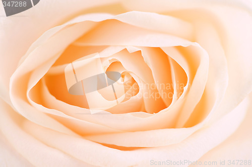 Image of Delicate beige rose