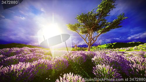 Image of Lavender fields