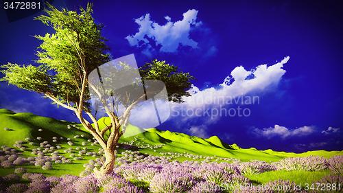 Image of Lavender fields