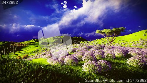 Image of Lavender fields