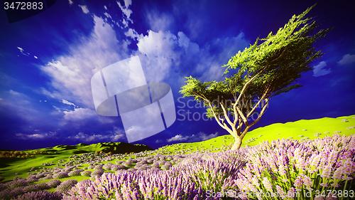 Image of Lavender fields