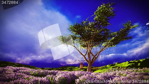 Image of Lavender fields