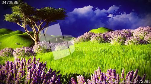 Image of Lavender fields