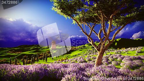 Image of Lavender fields