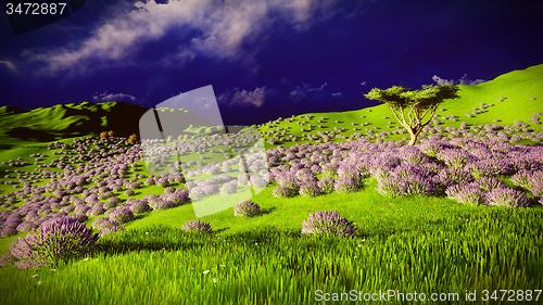 Image of Lavender fields