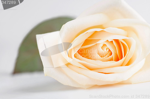 Image of Delicate beige rose