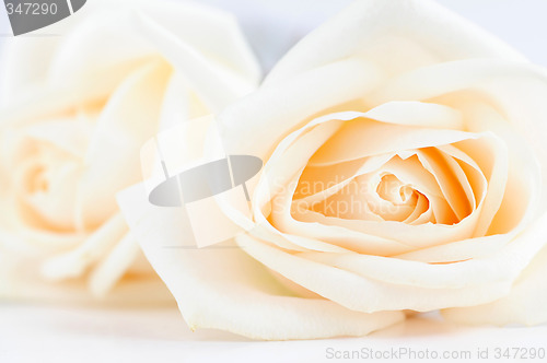 Image of Delicate beige roses