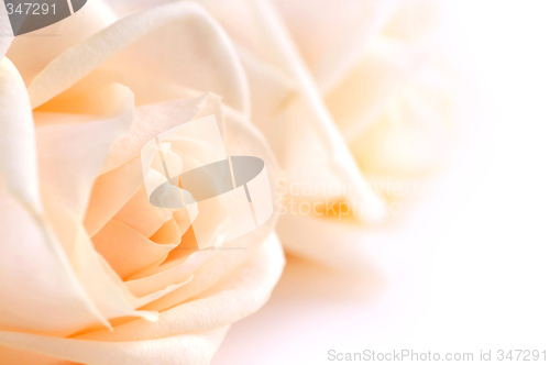 Image of Delicate beige roses