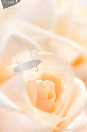 Image of Delicate beige roses