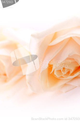 Image of Delicate beige roses