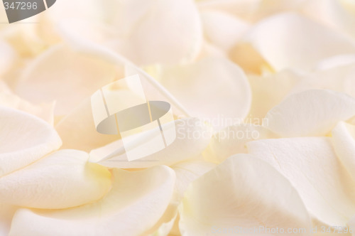 Image of Rose petals