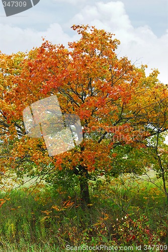 Image of Autumn maple tree