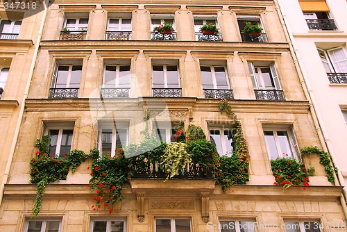 Image of Windows with ivy