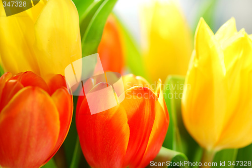 Image of Tulips