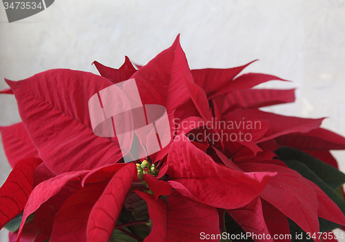 Image of Christmas poinsettia