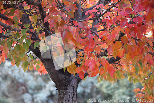 Image of autumn colors