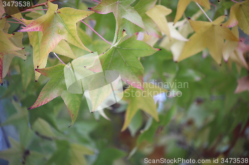 Image of deciduous leaves