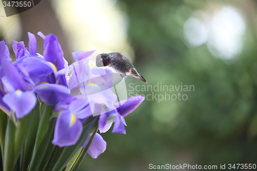 Image of blue iris with hummingbird