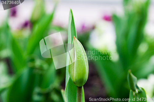 Image of  blown Tulip