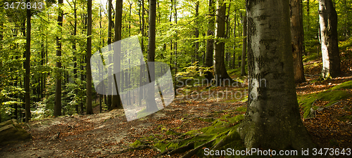 Image of   trees   in  autumn  