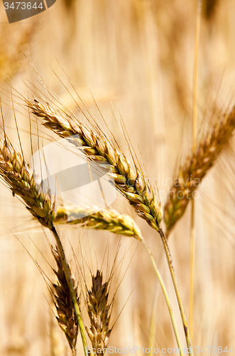 Image of  harvest company