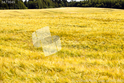 Image of  harvest company
