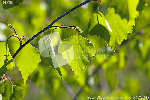 Image of birch leaves  